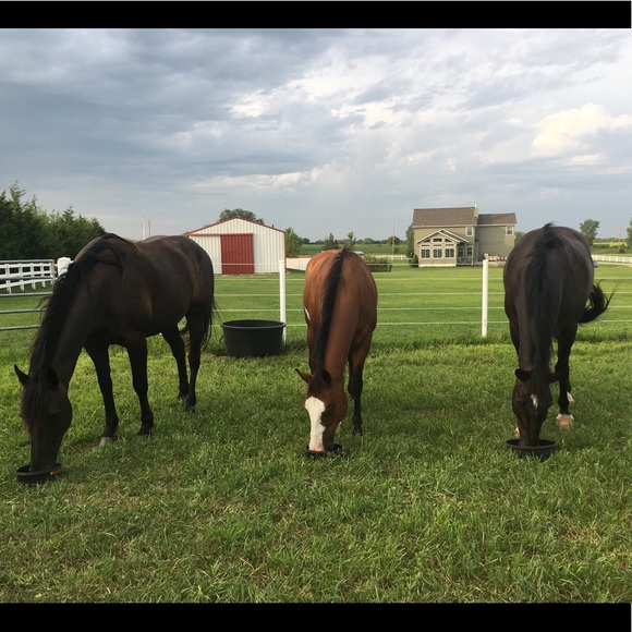 ISO Horse Tack - Picture 2 of 2